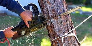 Best Tree Removal  in Murrieta, CA