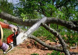 Best Lot and Land Clearing  in Murrieta, CA