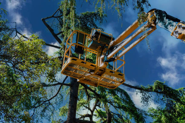 Best Leaf Removal  in Murrieta, CA